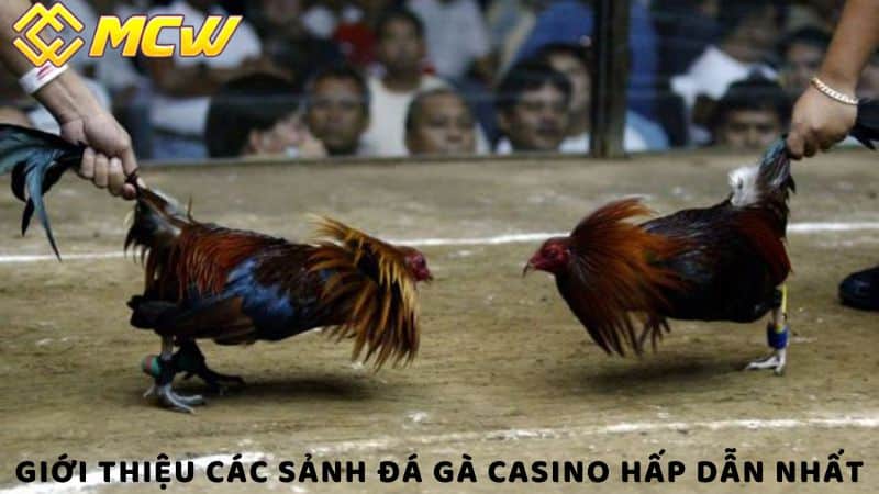 Giới thiệu các sảnh đá gà casino hấp dẫn nhất