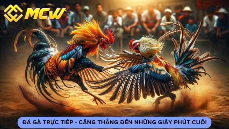 Đá Gà Trực Tiếp - Căng Thẳng Đến Những Giây Phút Cuối