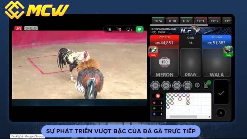 Sự phát triển vượt bậc của đá gà trực tiếp