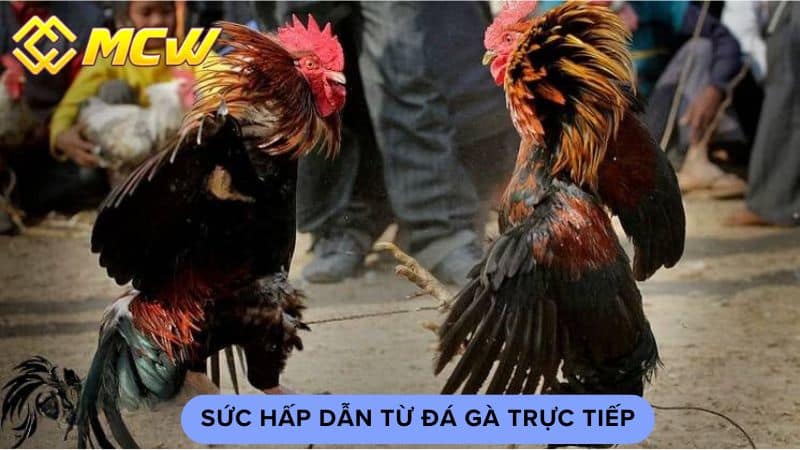 Sức hấp dẫn từ đá gà trực tiếp