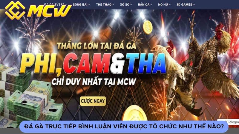 Đá gà trực tiếp bình luận viên được tổ chức như thế nào?