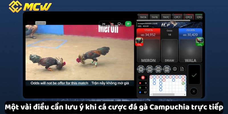 Một vài điều cần lưu ý khi cá cược đá gà Campuchia trực tiếp