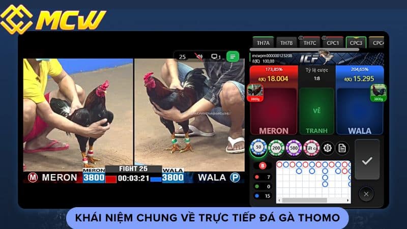  Khái niệm chung về trực tiếp đá gà thomo