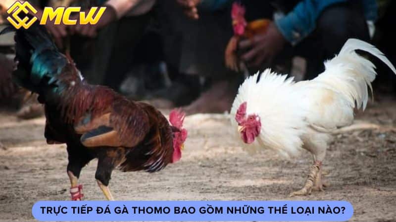 Trực tiếp đá gà thomo bao gồm những thể loại nào?